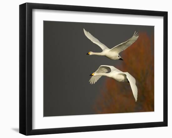 Whooper Swans (Cygnus Cygnus) in Flight, Caerlaverock Wwt, Scotland, Solway, UK, January-Danny Green-Framed Photographic Print