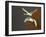 Whooper Swans (Cygnus Cygnus) in Flight, Caerlaverock Wwt, Scotland, Solway, UK, January-Danny Green-Framed Photographic Print