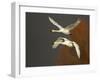 Whooper Swans (Cygnus Cygnus) in Flight, Caerlaverock Wwt, Scotland, Solway, UK, January-Danny Green-Framed Photographic Print