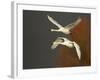 Whooper Swans (Cygnus Cygnus) in Flight, Caerlaverock Wwt, Scotland, Solway, UK, January-Danny Green-Framed Photographic Print