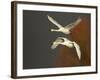 Whooper Swans (Cygnus Cygnus) in Flight, Caerlaverock Wwt, Scotland, Solway, UK, January-Danny Green-Framed Photographic Print