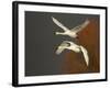 Whooper Swans (Cygnus Cygnus) in Flight, Caerlaverock Wwt, Scotland, Solway, UK, January-Danny Green-Framed Photographic Print