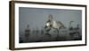 Whooper Swans (Cygnus Cygnus) Juvenile with Adults Behind, on Frozen Lake Kussharo, Hokkaido, Japan-Wim van den Heever-Framed Photographic Print