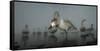 Whooper Swans (Cygnus Cygnus) Juvenile with Adults Behind, on Frozen Lake Kussharo, Hokkaido, Japan-Wim van den Heever-Framed Stretched Canvas