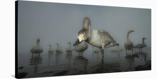 Whooper Swans (Cygnus Cygnus) Juvenile with Adults Behind, on Frozen Lake Kussharo, Hokkaido, Japan-Wim van den Heever-Stretched Canvas