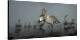 Whooper Swans (Cygnus Cygnus) Juvenile with Adults Behind, on Frozen Lake Kussharo, Hokkaido, Japan-Wim van den Heever-Stretched Canvas