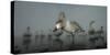 Whooper Swans (Cygnus Cygnus) Juvenile with Adults Behind, on Frozen Lake Kussharo, Hokkaido, Japan-Wim van den Heever-Stretched Canvas