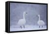 Whooper Swans (Cygnus Cygnus) on Snow, Caerlaverock Wwt, Scotland, Solway, UK, January-Danny Green-Framed Stretched Canvas