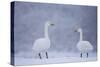 Whooper Swans (Cygnus Cygnus) on Snow, Caerlaverock Wwt, Scotland, Solway, UK, January-Danny Green-Stretched Canvas