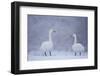 Whooper Swans (Cygnus Cygnus) on Snow, Caerlaverock Wwt, Scotland, Solway, UK, January-Danny Green-Framed Photographic Print