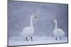Whooper Swans (Cygnus Cygnus) on Snow, Caerlaverock Wwt, Scotland, Solway, UK, January-Danny Green-Mounted Photographic Print