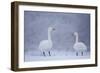 Whooper Swans (Cygnus Cygnus) on Snow, Caerlaverock Wwt, Scotland, Solway, UK, January-Danny Green-Framed Photographic Print