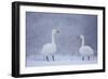 Whooper Swans (Cygnus Cygnus) on Snow, Caerlaverock Wwt, Scotland, Solway, UK, January-Danny Green-Framed Photographic Print