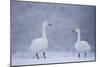 Whooper Swans (Cygnus Cygnus) on Snow, Caerlaverock Wwt, Scotland, Solway, UK, January-Danny Green-Mounted Photographic Print