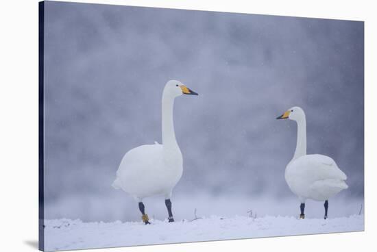 Whooper Swans (Cygnus Cygnus) on Snow, Caerlaverock Wwt, Scotland, Solway, UK, January-Danny Green-Stretched Canvas