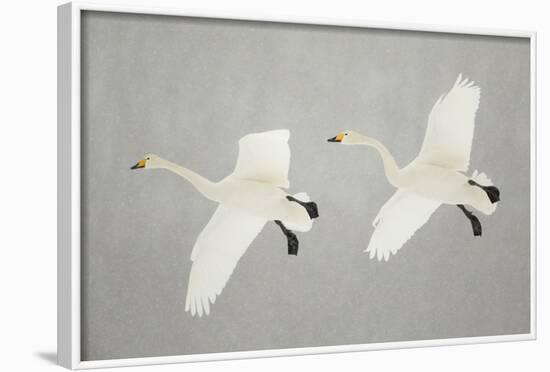 Whooper Swans (Cygnus Cygnus) Two In Flight, During Snowfall, Lake Kussharo, Japan, February-Danny Green-Framed Photographic Print