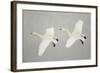 Whooper Swans (Cygnus Cygnus) Two In Flight, During Snowfall, Lake Kussharo, Japan, February-Danny Green-Framed Photographic Print