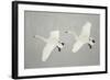 Whooper Swans (Cygnus Cygnus) Two In Flight, During Snowfall, Lake Kussharo, Japan, February-Danny Green-Framed Photographic Print