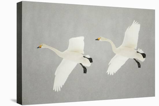 Whooper Swans (Cygnus Cygnus) Two In Flight, During Snowfall, Lake Kussharo, Japan, February-Danny Green-Stretched Canvas