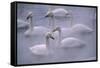 Whooper Swans Floating on Water-DLILLC-Framed Stretched Canvas