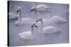 Whooper Swans Floating on Water-DLILLC-Stretched Canvas