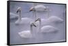 Whooper Swans Floating on Water-DLILLC-Framed Stretched Canvas