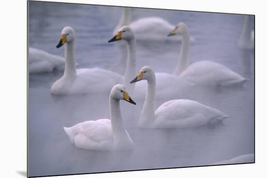 Whooper Swans Floating on Water-DLILLC-Mounted Photographic Print