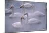 Whooper Swans Floating on Water-DLILLC-Mounted Photographic Print