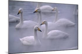 Whooper Swans Floating on Water-DLILLC-Mounted Photographic Print