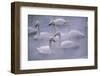 Whooper Swans Floating on Water-DLILLC-Framed Photographic Print