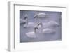 Whooper Swans Floating on Water-DLILLC-Framed Photographic Print