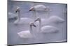 Whooper Swans Floating on Water-DLILLC-Mounted Photographic Print