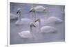 Whooper Swans Floating on Water-DLILLC-Framed Photographic Print