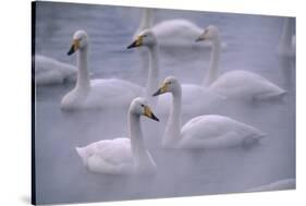 Whooper Swans Floating on Water-DLILLC-Stretched Canvas