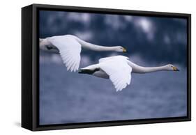 Whooper Swans Flying over Lake-DLILLC-Framed Stretched Canvas