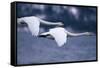 Whooper Swans Flying over Lake-DLILLC-Framed Stretched Canvas