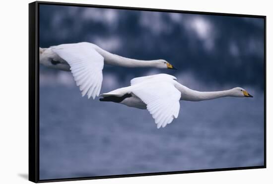 Whooper Swans Flying over Lake-DLILLC-Framed Stretched Canvas