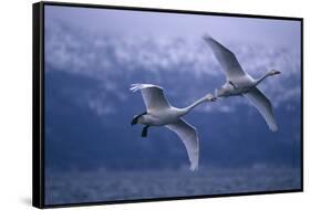 Whooper Swans Flying over Lake-DLILLC-Framed Stretched Canvas