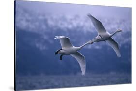 Whooper Swans Flying over Lake-DLILLC-Stretched Canvas