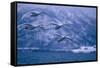 Whooper Swans Flying over Lake-DLILLC-Framed Stretched Canvas