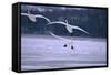 Whooper Swans Flying over Lake-DLILLC-Framed Stretched Canvas
