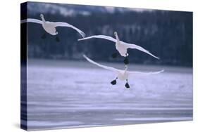 Whooper Swans Flying over Lake-DLILLC-Stretched Canvas