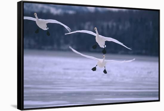 Whooper Swans Flying over Lake-DLILLC-Framed Stretched Canvas