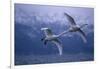 Whooper Swans Flying over Lake-DLILLC-Framed Photographic Print