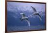 Whooper Swans Flying over Lake-DLILLC-Framed Photographic Print