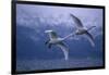 Whooper Swans Flying over Lake-DLILLC-Framed Photographic Print