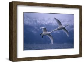 Whooper Swans Flying over Lake-DLILLC-Framed Photographic Print