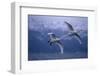 Whooper Swans Flying over Lake-DLILLC-Framed Photographic Print