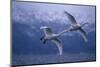 Whooper Swans Flying over Lake-DLILLC-Mounted Photographic Print