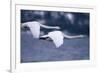 Whooper Swans Flying over Lake-DLILLC-Framed Photographic Print